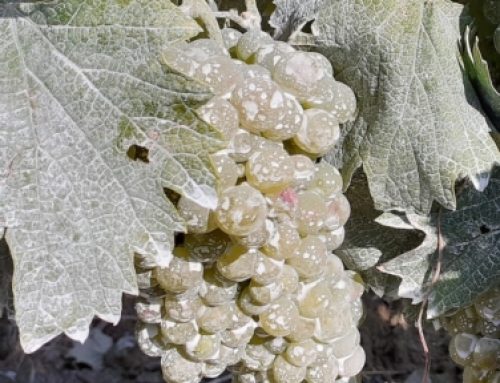 Applicazione di caolino precoce per mitigare scottature e fotoinibizione