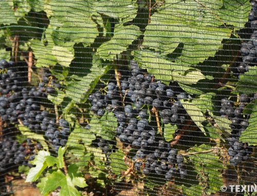 Reti multifunzione per protezione e microclima in vigneto